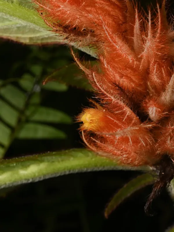 Columnea purpurata