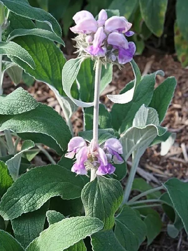 Phlomis cashmeriana