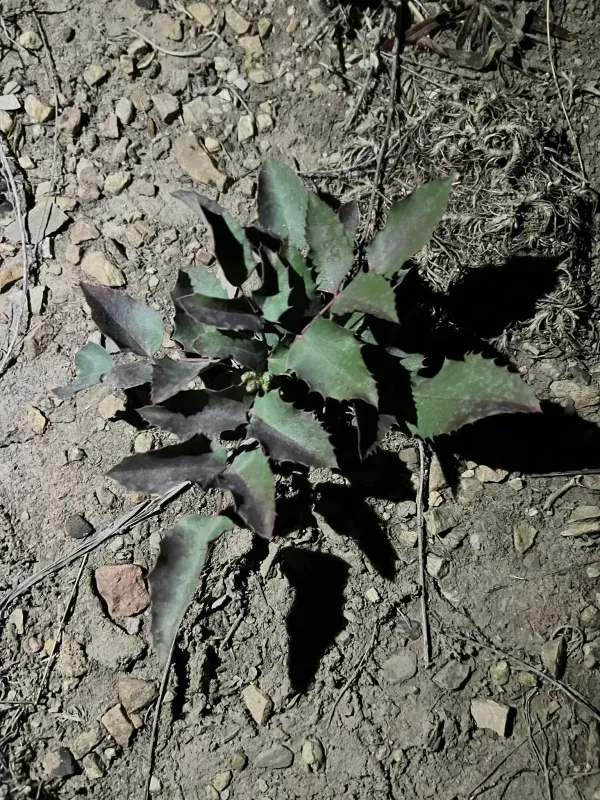 Mahonia pumila