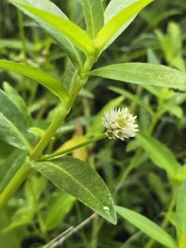 Alligator weed