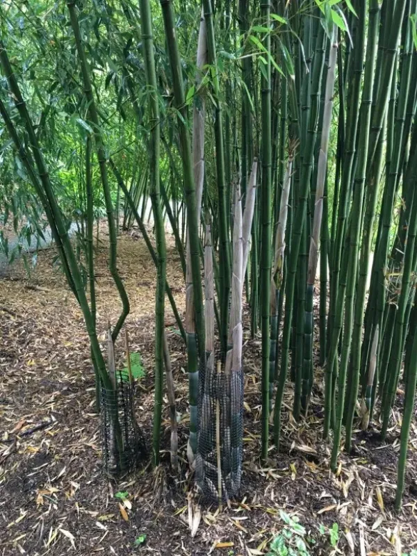 Phyllostachys