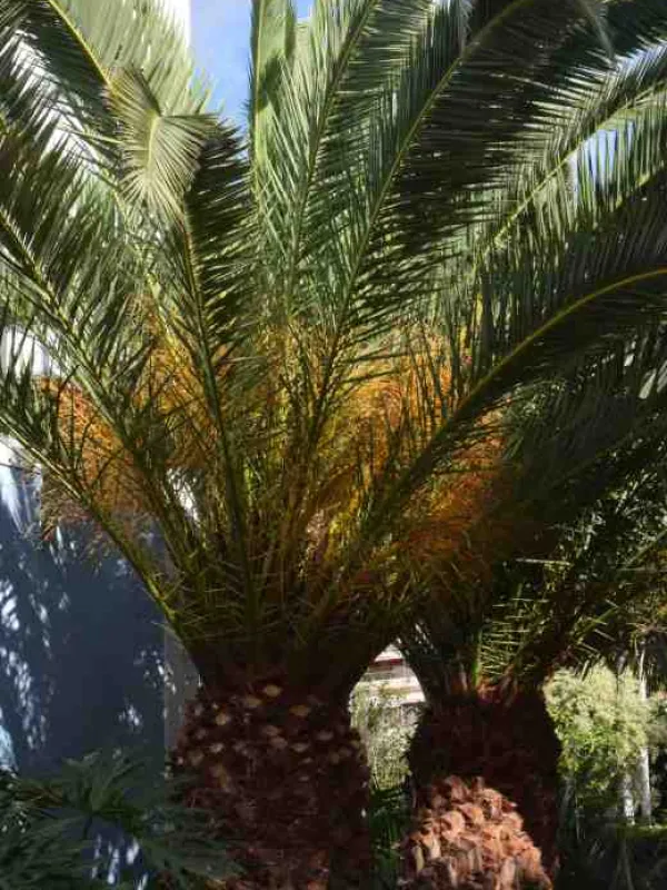 Date palm hybrids