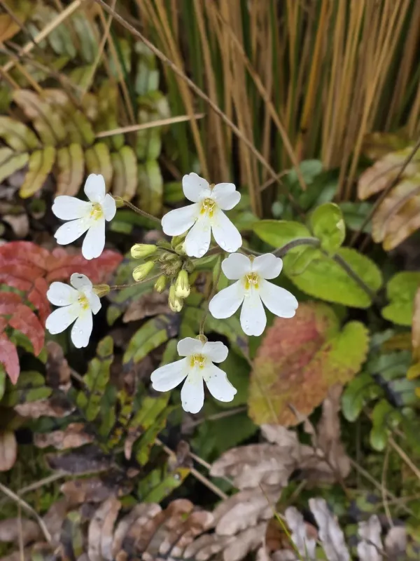 Ourisia macrophylla