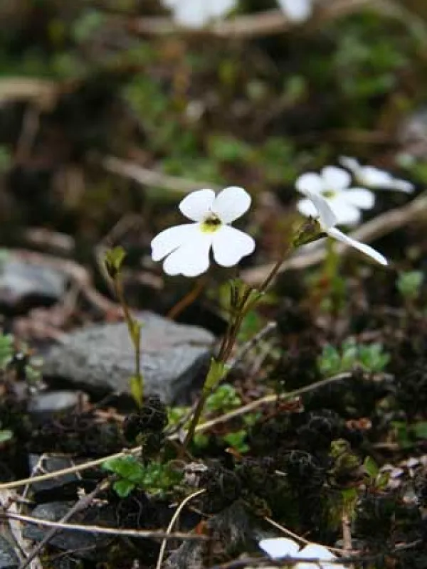 Ourisia
