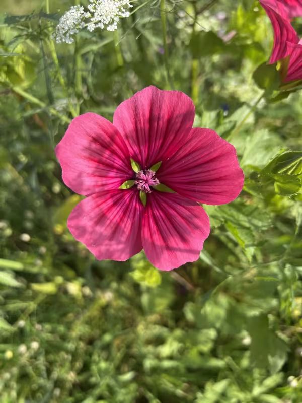 Malope trifida