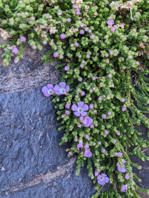 Ourisia microphylla
