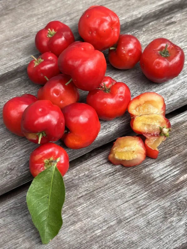 Acerola