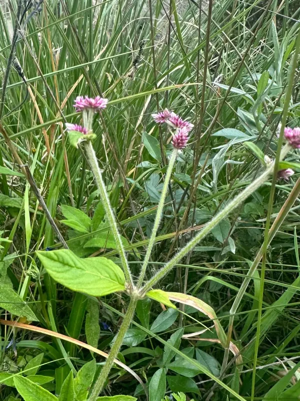 Alternanthera porrigens