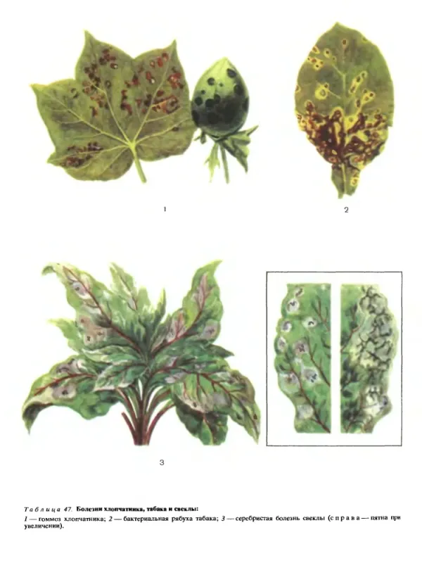 Phytopathogenic bacteria