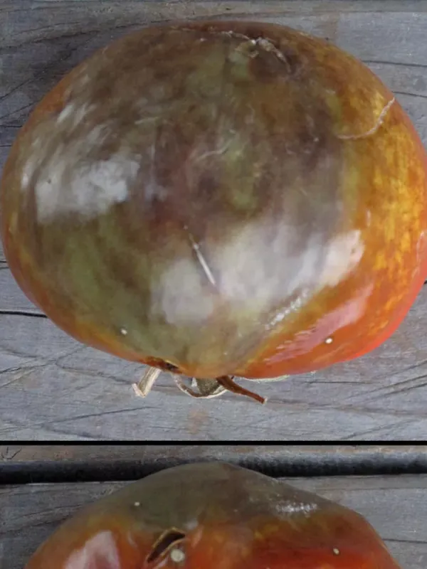 Phytophthora cryptogea