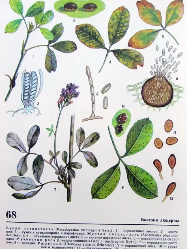 Alfalfa rust