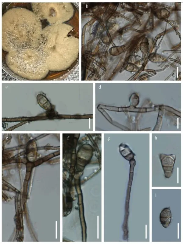 Curvularia lunata
