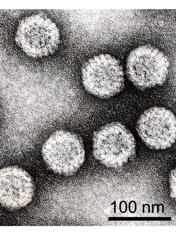 Wound tumor virus