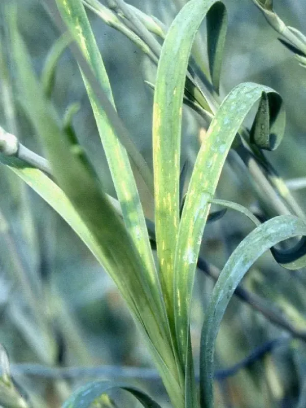 Carnation mottle virus