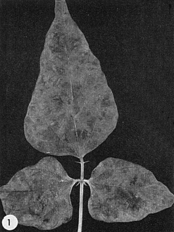 Southern bean mosaic virus