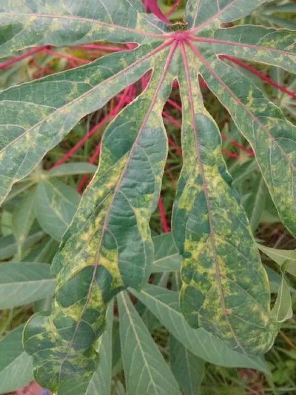 Indian cassava mosaic virus