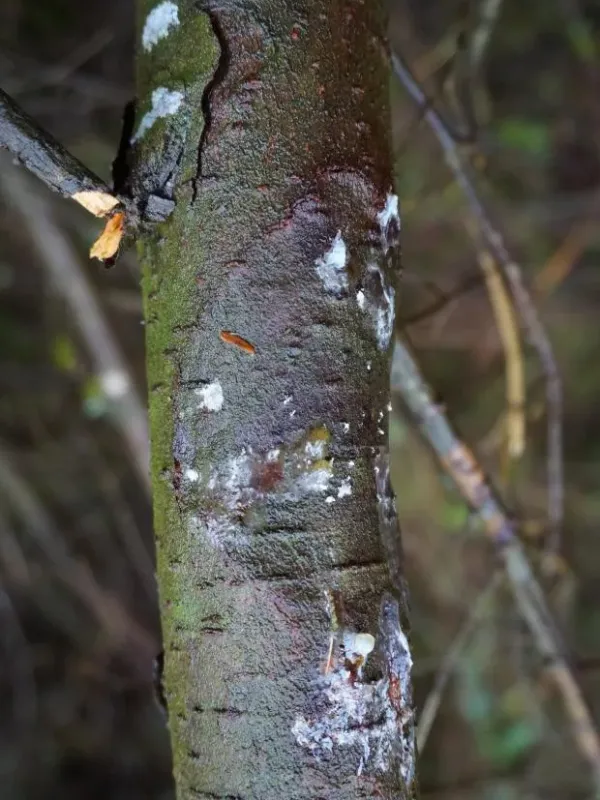 Unidentified phytopathogen