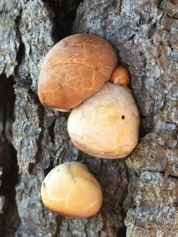 Cryptoporus volvatus