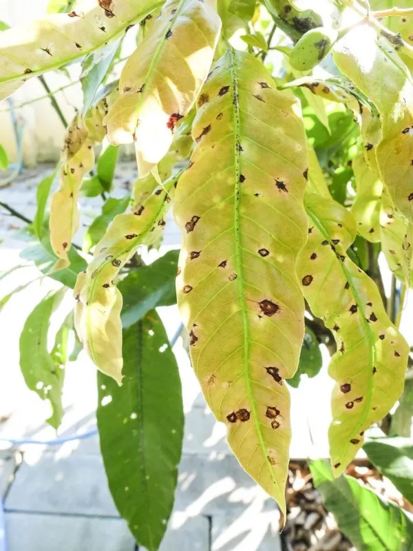 Mango anthracnose