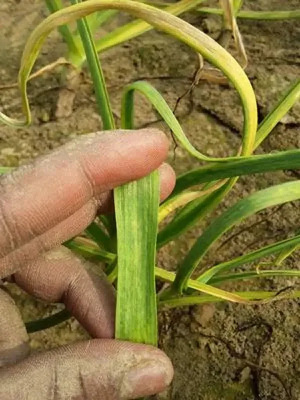 Onion yellow dwarf virus