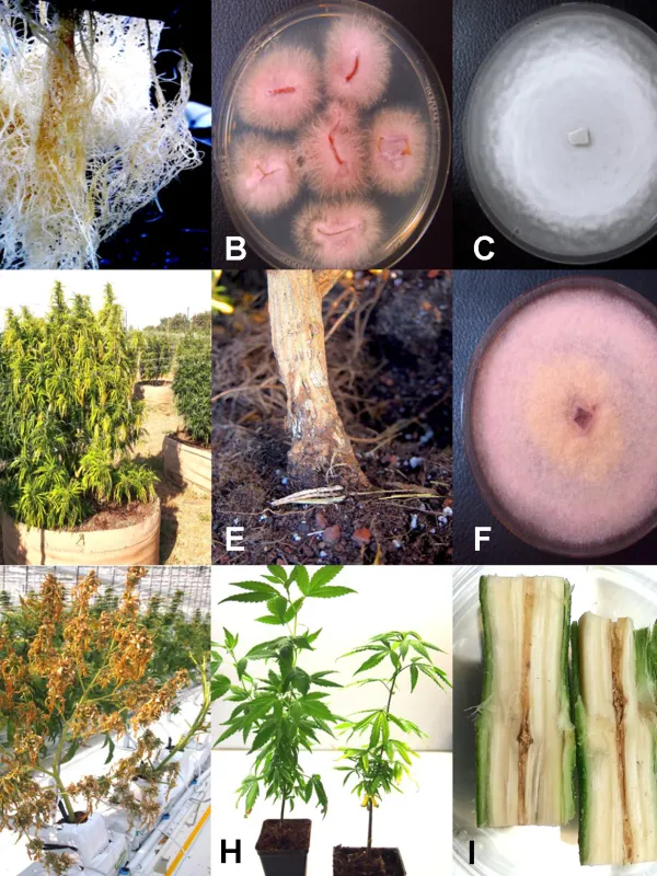 Pythium catenulatum