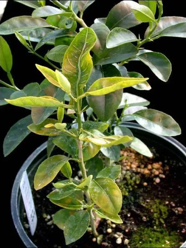 Citrus tristeza virus