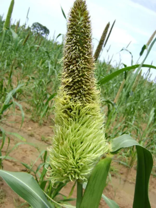 Downy mildew of millet