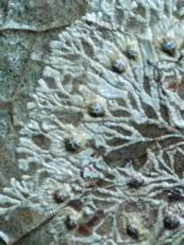 Strigula elegans