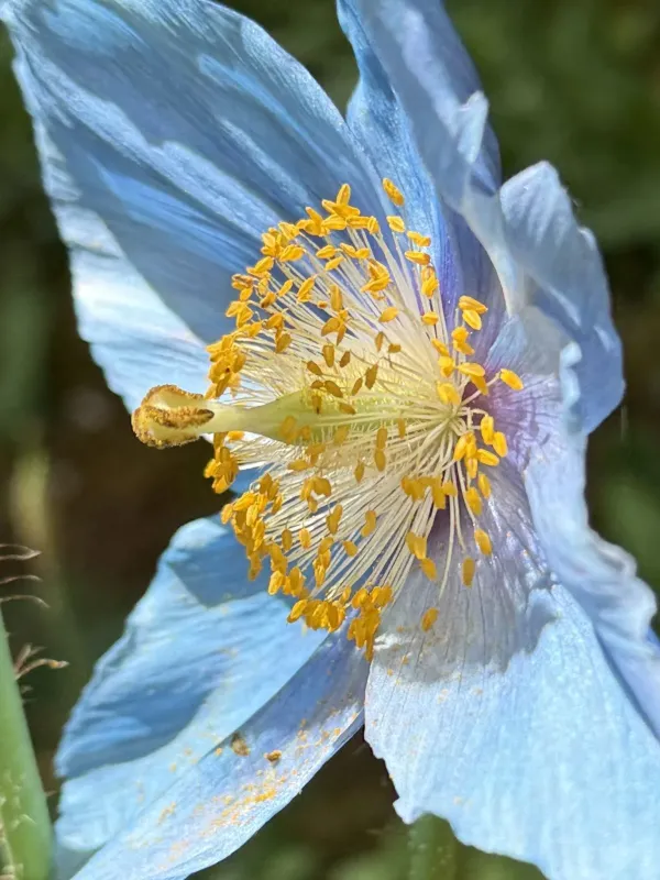 Meconopsis betonicifolia