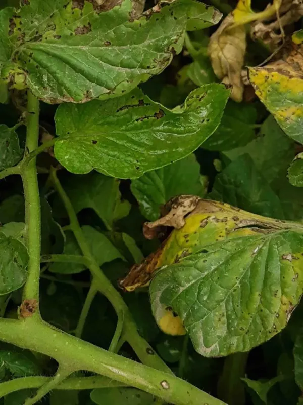 Bacterial spot of pepper and tomato