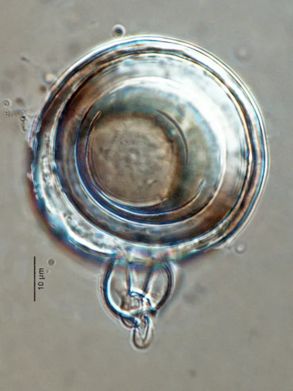 Phytophthora sansomeana