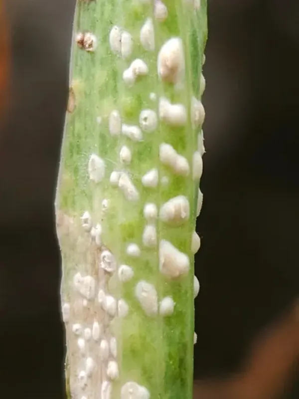 Pustula tragopogonis