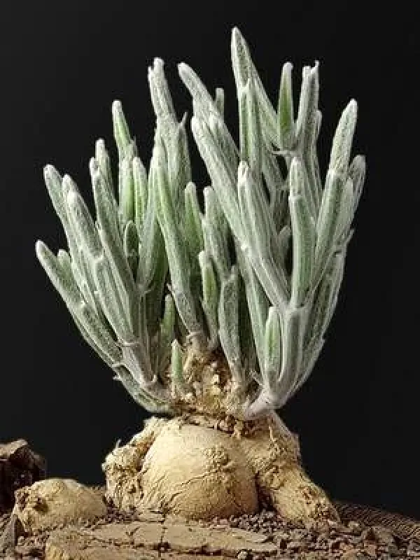 Seyrigia humbertii