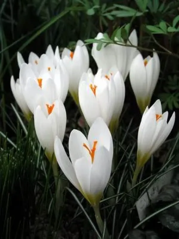 Maly's crocus