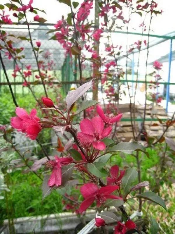 Яблуня рясноцвітна