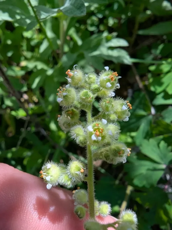 Hairy alumroot