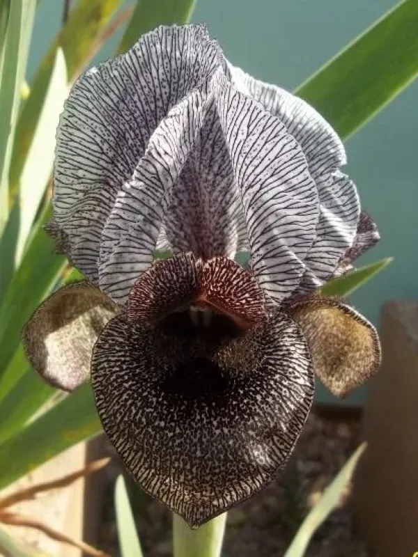 Susiana iris