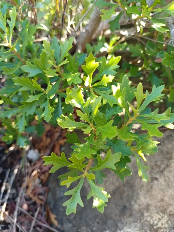 Myrica quercifolia