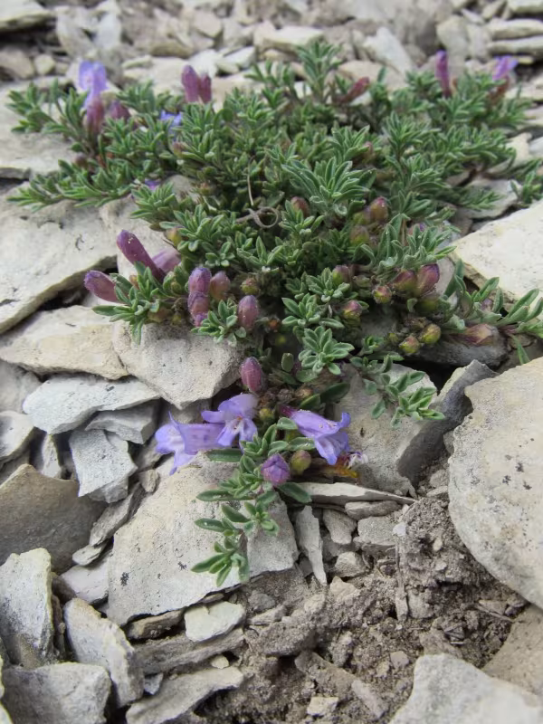 Penstemon caespitosus