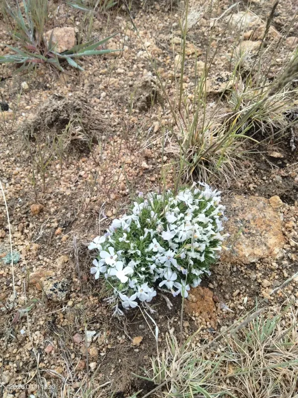 Phlox caespitosa