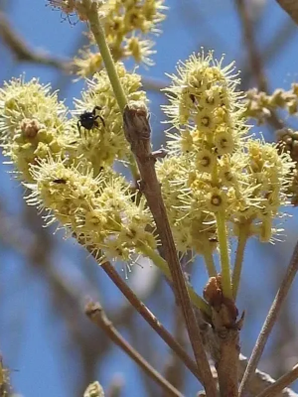 Terminalia kuhlmannii