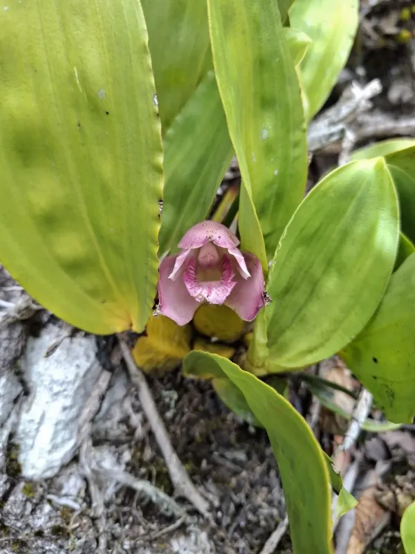 Bifrenaria tyrianthina
