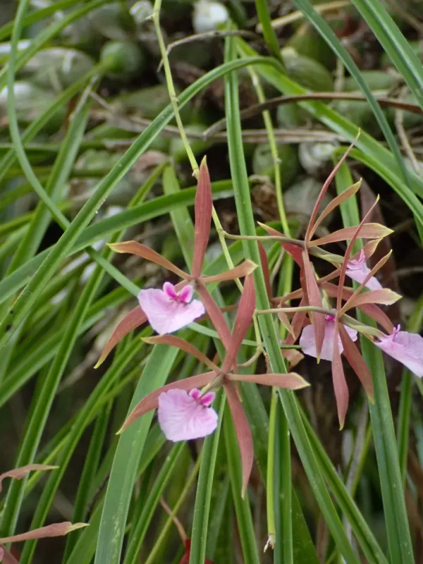 Encyclia bractescens