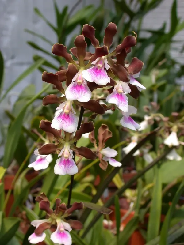 Encyclia randii