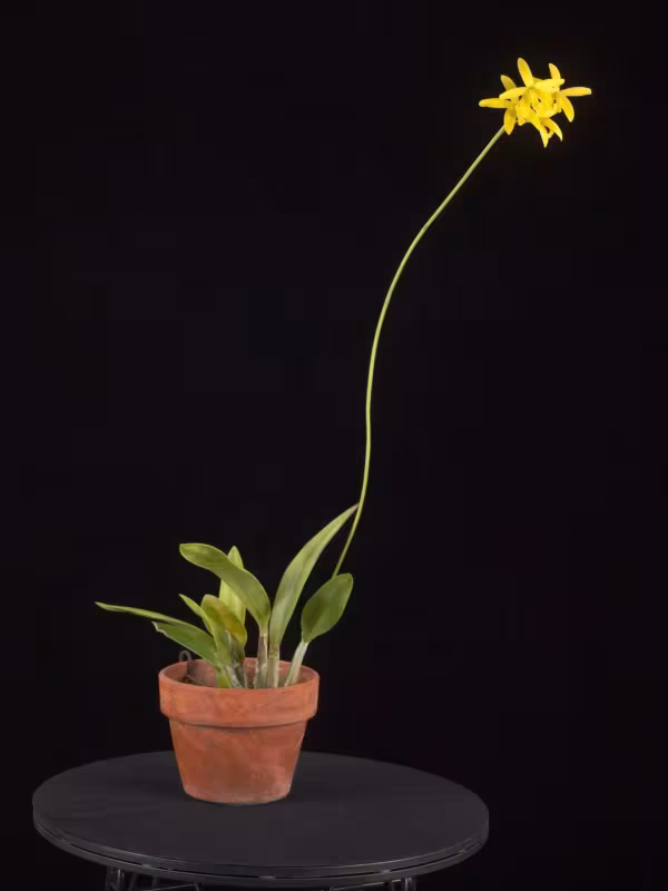 Cattleya crispata