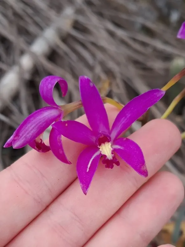 Cattleya rupestris