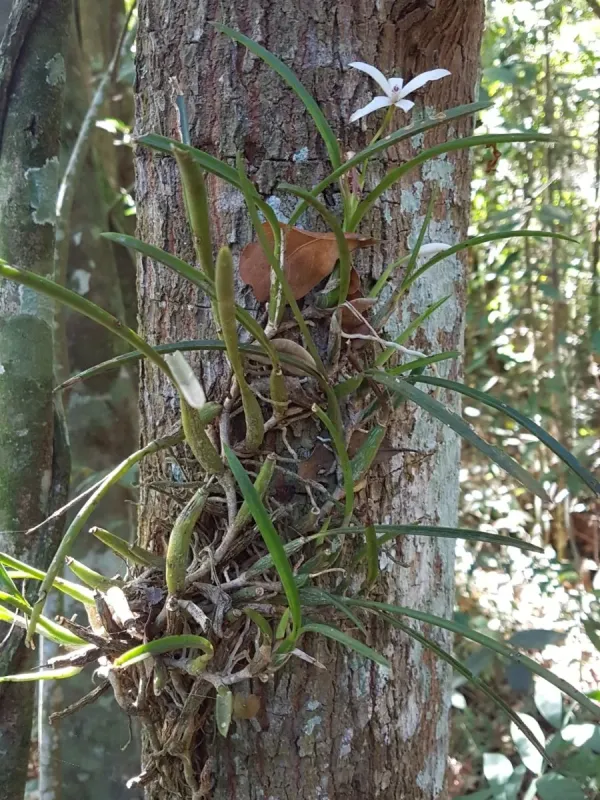 Cattleya lundii