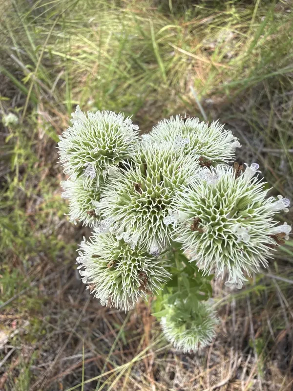 Narrow-leaf mountain mint