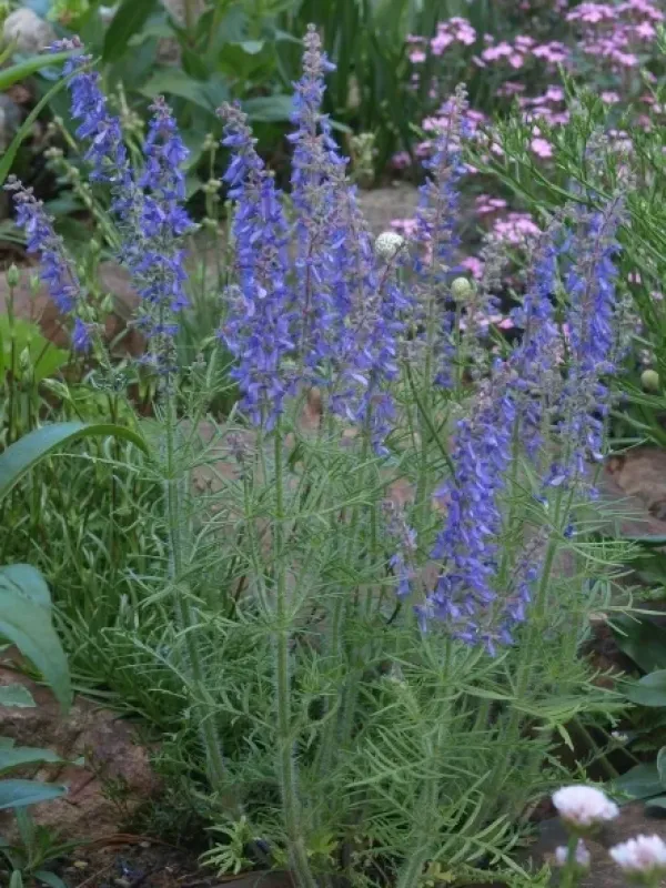 Salvia jurisicii