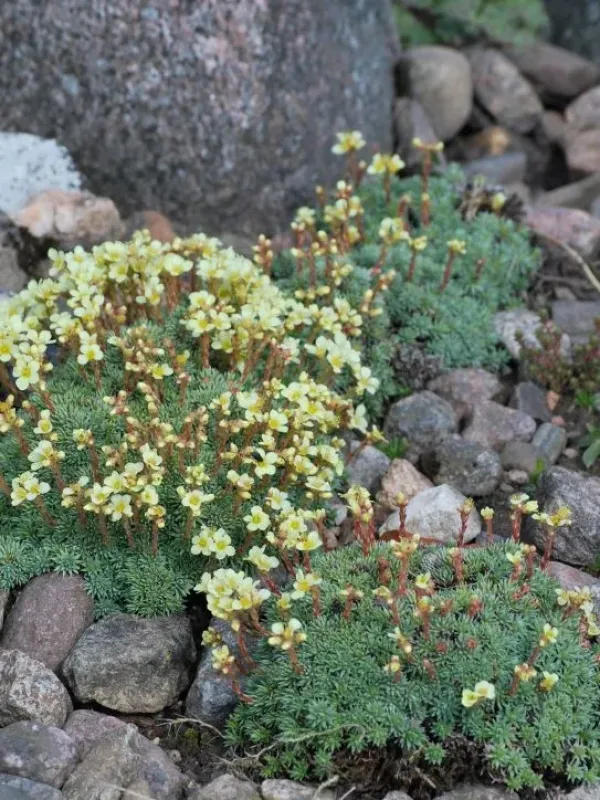 Saxifraga elisabethiae
